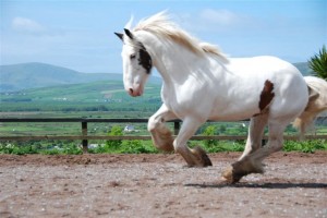 Dingle Horse Riding