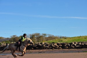 Horse Galloping on Riding Holiday