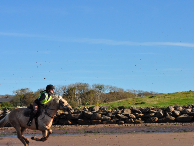 Horse Galloping on Riding Holiday