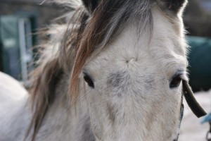 Bella at Dingle Horseriding