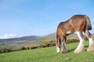 Captain: Dingle Horseriding