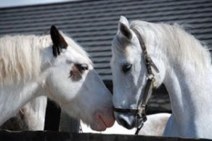 Captain: Dingle Horseriding