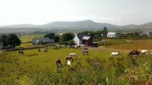 Horses in the Day Paddock