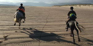 Horses running on the West Kerry beaches