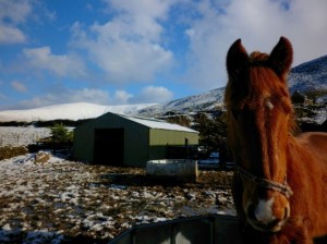 Winter at Dingle Horse Riding