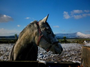 Winter at Dingle Horse Riding