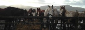 Dingle Horse Riding