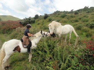 Horse Treks