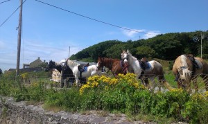 Horses at Dingle Horseriding