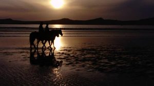 Sunset Horse Trail Ride