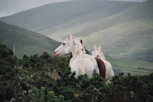 Our Horses: Dingle Horseriding