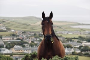 Our Horses: Dingle Horseriding