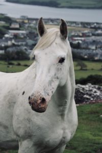 Our Horses: Dingle Horseriding