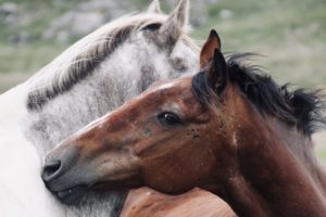 Our Horses: Dingle Horseriding