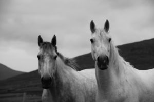 Our Horses: Dingle Horseriding