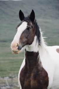 Our Horses: Dingle Horseriding