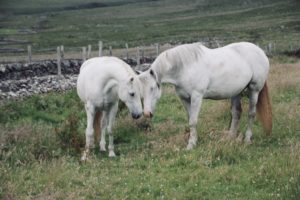 Our Horses: Dingle Horseriding