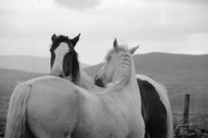 Our Horses: Dingle Horseriding