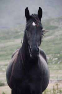 Our Horses: Dingle Horseriding