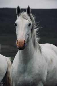 Our Horses: Dingle Horseriding