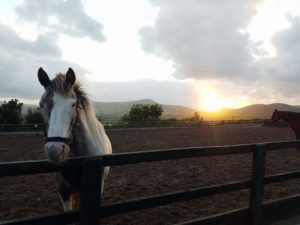 Horses in the arena