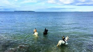 Dingle Horse Riding Holidays in Ireland