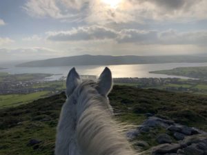 horse-overlooking-dingle-town