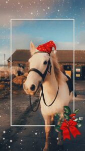 Happy Christmas from Dingle Horseriding