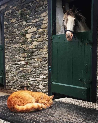 Dingle Horseriding Stables