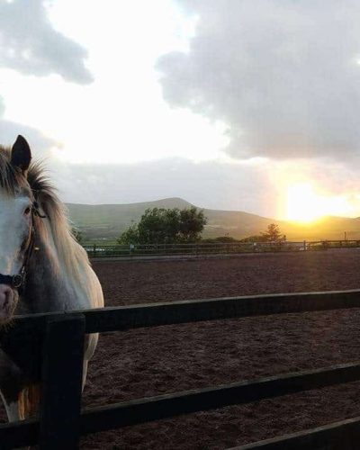 Horses in the arena