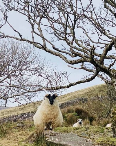 Sheep in the Yard