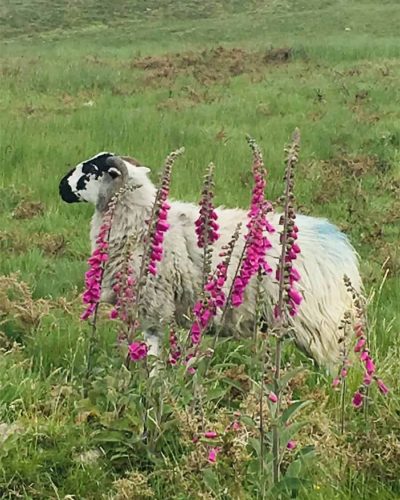 sheep-in-yard